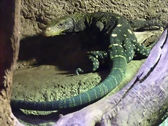 Varanus salvadorii 2 (22-7-17 Faunia) Varanus salvadorii 2 (22-7-17 Faunia)