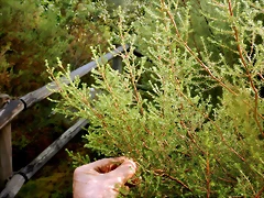 DSCN8467 DSCN8467