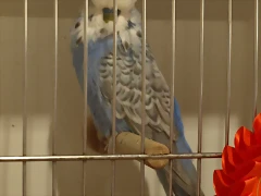 Diluidos y Alas Grises (1) Diluidos y Alas Grises (1)