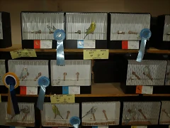 Flavos (7) Flavos (7)