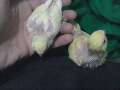 lutinos2 lutinos2