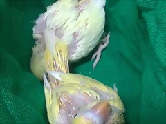 lutinos lutinos