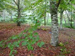 DSCN5803 DSCN5803