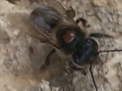 abeja1