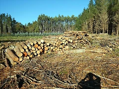 DSCN9785 DSCN9785