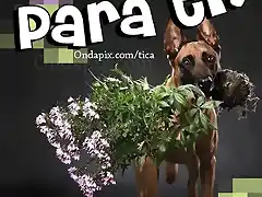 Perro regala ramo de flores