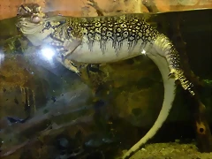 Varanus salvator 2 (12-10-16 Acuario Fluvial de Zaragoza) Varanus salvator 2 (12-10-16 Acuario Fluvial de Zaragoza)