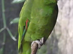 Amazona auropalliata 2 Amazona auropalliata 2