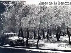 Altura Pineda de la Glorieta Castell?n 1966