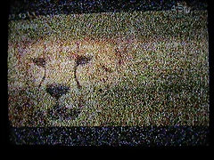 ireEwu7I2YRF8