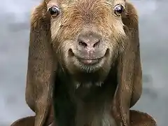 funny-goat