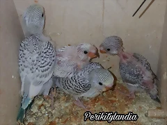 FB_IMG_1552596330919