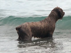 BRUMA EN EL MAR