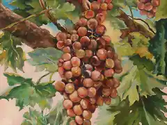 10.- El vino también se obtiene de la uva