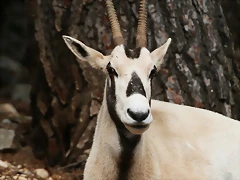 Zoo Lunaret + Sigean 18 i 19-09-10 113 Zoo Lunaret + Sigean 18 i 19-09-10 113