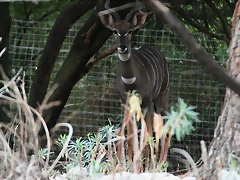 Zoo Lunaret + Sigean 18 i 19-09-10 173 Zoo Lunaret + Sigean 18 i 19-09-10 173