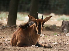 Zoo Lunaret + Sigean 18 i 19-09-10 179 Zoo Lunaret + Sigean 18 i 19-09-10 179