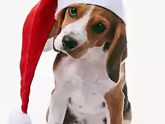 perrito-con-gorrito-navideño-rojo-y-blanco-mascotas-en-navidad