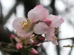 17, flor de almendro 6, marca