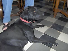 LAYA