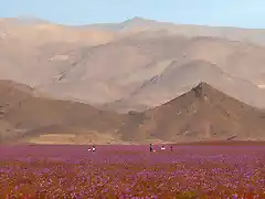 atacama-flowers-bloom-worlds-driest-desert-4