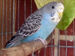 Piruleta nueva Piruleta nueva
