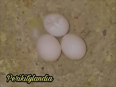 FB_IMG_1535389626314 FB_IMG_1535389626314