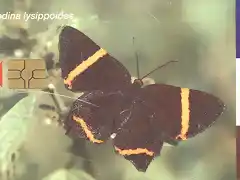 MARIPOSA10