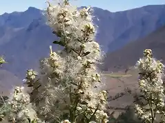 Flor Exotica en las Alturas de Huayán (Huarmey-Ancash)