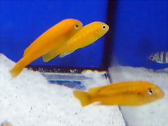 Pseudotropheus interruptus (5-8-17 Zoo Zajac, det as Melanochromis) Pseudotropheus interruptus (5-8-17 Zoo Zajac, det as Melanochromis)