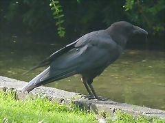 Corvus corone (6-8-17 Zoo K?ln)