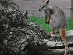 WALLABY DE LAS ROCAS DE PATAS AMARILLAS 5