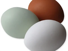 Eggs01 Eggs01