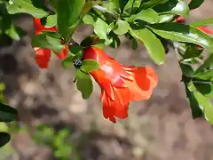 granadas en mayo2