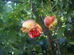 granada en agosto