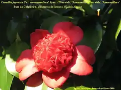 Camellia japonica 'Anemonaeflora'