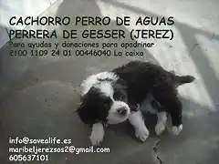 CACHORRO perrera de Gesser