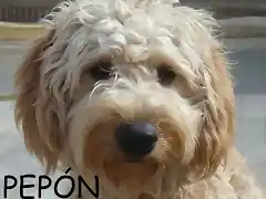 PEPON Tenerife