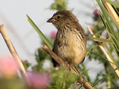 verdòn juvenil