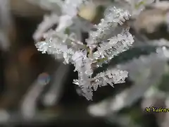 21, hielo en la hierba 2, marca