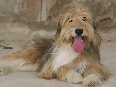 bosco3 bosco3