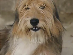 bosco1 bosco1