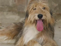 bosco2 bosco2