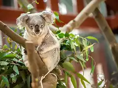 koalas_0