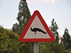 DSCN8342'8 DSCN8342'8