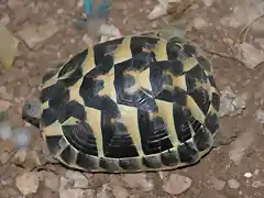 Tortuga 03