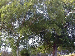 DSCN4101 DSCN4101
