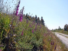 DSCN4001 DSCN4001