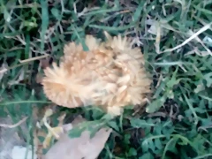 IMG-20190109-WA0012
