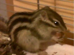 ardi